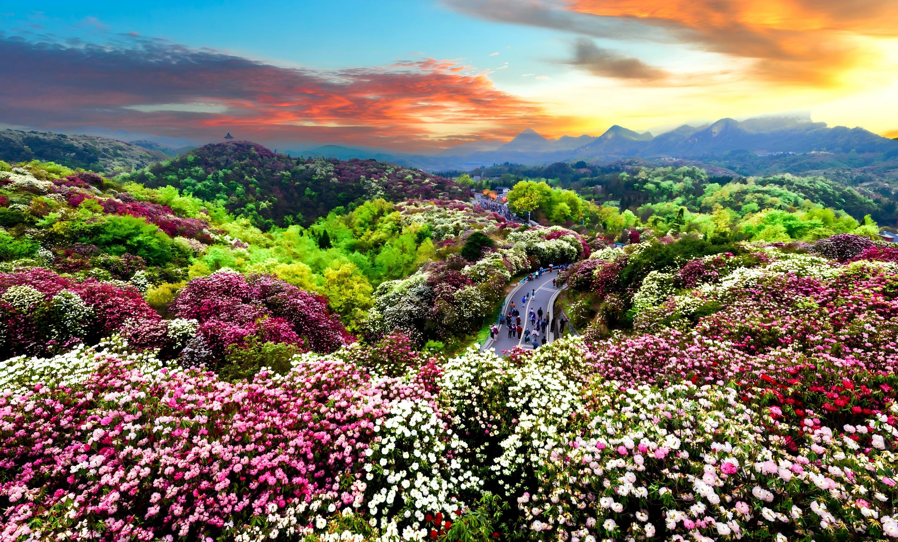 百里杜鹃-banner-2116873923007873039(1).jpg